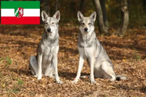 Mehr über den Artikel erfahren Saarloos-Wolfhund Züchter und Welpen in Nordrhein-Westfalen