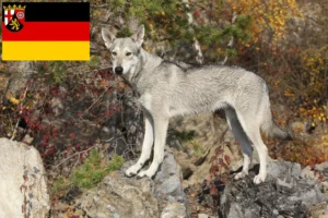 Mehr über den Artikel erfahren Saarloos-Wolfhund Züchter und Welpen in Rheinland-Pfalz