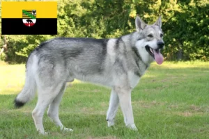 Mehr über den Artikel erfahren Saarloos-Wolfhund Züchter und Welpen in Sachsen-Anhalt
