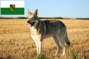 Mehr über den Artikel erfahren Saarloos-Wolfhund Züchter und Welpen in Sachsen