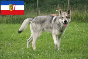 Mehr über den Artikel erfahren Saarloos-Wolfhund Züchter und Welpen in Schleswig-Holstein