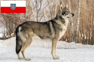 Mehr über den Artikel erfahren Saarloos-Wolfhund Züchter und Welpen in Thüringen