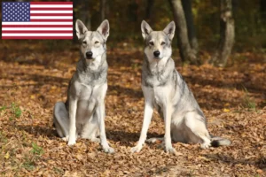Mehr über den Artikel erfahren Saarloos-Wolfhund Züchter und Welpen in den USA