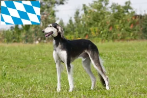 Mehr über den Artikel erfahren Saluki Züchter und Welpen in Bayern