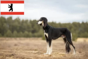 Mehr über den Artikel erfahren Saluki Züchter und Welpen in Berlin