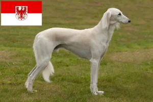 Mehr über den Artikel erfahren Saluki Züchter und Welpen in Brandenburg