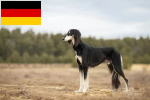 Mehr über den Artikel erfahren Saluki Züchter und Welpen in Deutschland