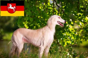 Mehr über den Artikel erfahren Saluki Züchter und Welpen in Niedersachsen