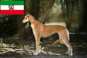 Mehr über den Artikel erfahren Saluki Züchter und Welpen in Nordrhein-Westfalen