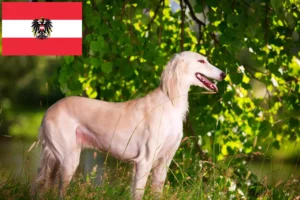 Mehr über den Artikel erfahren Saluki Züchter und Welpen in Österreich