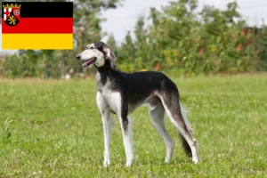 Mehr über den Artikel erfahren Saluki Züchter und Welpen in Rheinland-Pfalz