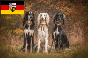 Mehr über den Artikel erfahren Saluki Züchter und Welpen im Saarland