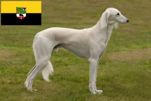 Mehr über den Artikel erfahren Saluki Züchter und Welpen in Sachsen-Anhalt