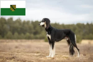 Mehr über den Artikel erfahren Saluki Züchter und Welpen in Sachsen