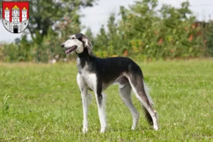 Mehr über den Artikel erfahren Saluki Züchter und Welpen in Salzburg