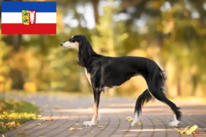 Mehr über den Artikel erfahren Saluki Züchter und Welpen in Schleswig-Holstein