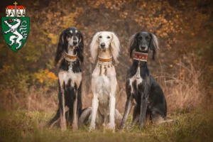 Mehr über den Artikel erfahren Saluki Züchter und Welpen in der Steiermark