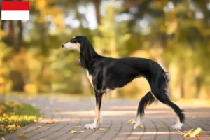 Mehr über den Artikel erfahren Saluki Züchter und Welpen in Wien