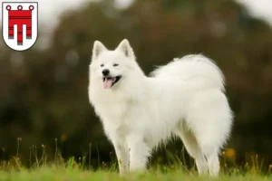 Mehr über den Artikel erfahren Samojede Züchter und Welpen in Vorarlberg