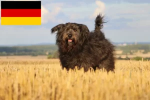 Mehr über den Artikel erfahren Schafpudel Züchter und Welpen in Deutschland