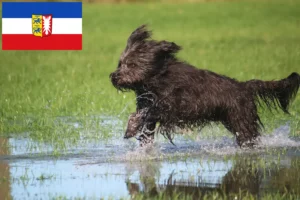 Mehr über den Artikel erfahren Schafpudel Züchter und Welpen in Schleswig-Holstein