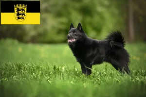 Mehr über den Artikel erfahren Schipperke Züchter und Welpen in Baden-Württemberg