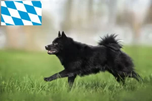 Mehr über den Artikel erfahren Schipperke Züchter und Welpen in Bayern