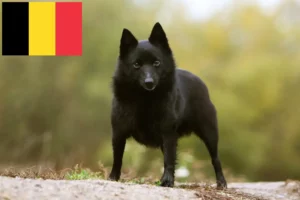 Mehr über den Artikel erfahren Schipperke Züchter und Welpen in Belgien