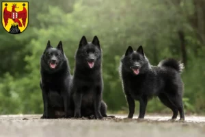 Mehr über den Artikel erfahren Schipperke Züchter und Welpen im Burgenland