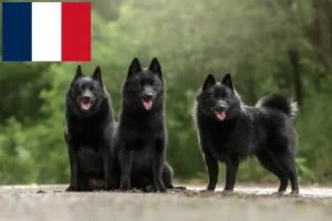 Mehr über den Artikel erfahren Schipperke Züchter und Welpen in Frankreich