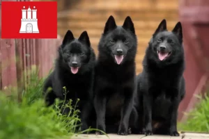 Mehr über den Artikel erfahren Schipperke Züchter und Welpen in Hamburg