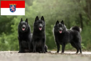 Mehr über den Artikel erfahren Schipperke Züchter und Welpen in Hessen