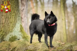 Mehr über den Artikel erfahren Schipperke Züchter und Welpen in Kärnten