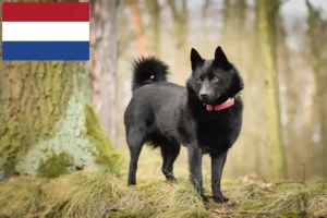 Mehr über den Artikel erfahren Schipperke Züchter und Welpen in den Niederlanden