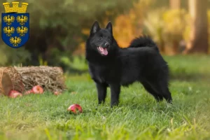 Mehr über den Artikel erfahren Schipperke Züchter und Welpen in Niederösterreich