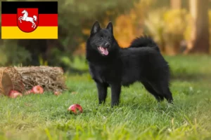 Mehr über den Artikel erfahren Schipperke Züchter und Welpen in Niedersachsen