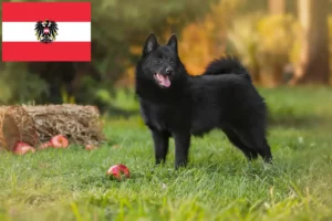 Mehr über den Artikel erfahren Schipperke Züchter und Welpen in Österreich