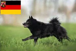 Mehr über den Artikel erfahren Schipperke Züchter und Welpen in Rheinland-Pfalz