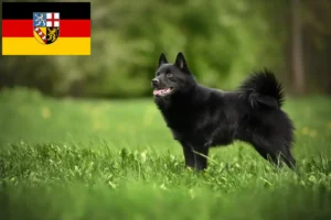 Mehr über den Artikel erfahren Schipperke Züchter und Welpen im Saarland