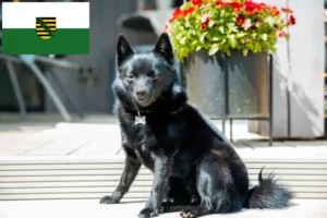 Mehr über den Artikel erfahren Schipperke Züchter und Welpen in Sachsen