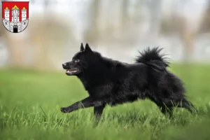 Mehr über den Artikel erfahren Schipperke Züchter und Welpen in Salzburg