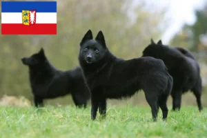 Mehr über den Artikel erfahren Schipperke Züchter und Welpen in Schleswig-Holstein