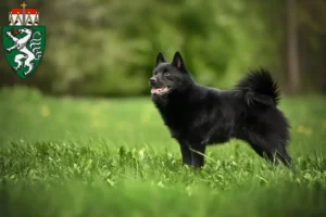 Mehr über den Artikel erfahren Schipperke Züchter und Welpen in der Steiermark