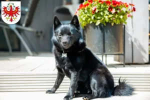 Mehr über den Artikel erfahren Schipperke Züchter und Welpen in Tirol