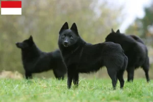 Mehr über den Artikel erfahren Schipperke Züchter und Welpen in Wien