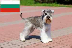 Mehr über den Artikel erfahren Schnauzer Züchter und Welpen in Bulgarien