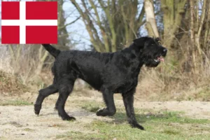 Mehr über den Artikel erfahren Schnauzer Züchter und Welpen in Dänemark