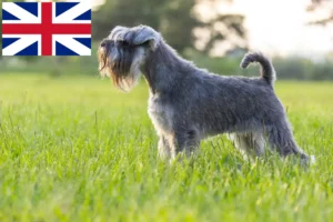 Mehr über den Artikel erfahren Schnauzer Züchter und Welpen in Großbritannien