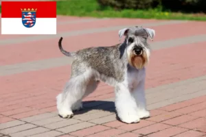 Mehr über den Artikel erfahren Schnauzer Züchter und Welpen in Hessen