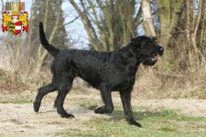 Mehr über den Artikel erfahren Schnauzer Züchter und Welpen in Kärnten